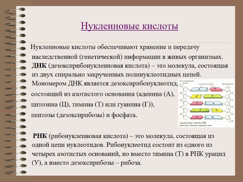 Нуклеиновые кислоты     Нуклеиновые кислоты обеспечивают хранение и передачу наследственной (генетической)